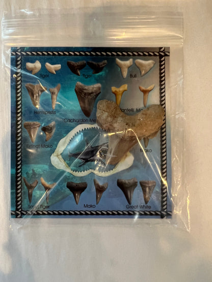 Shark Teeth Fossil Cards- 2 Types set