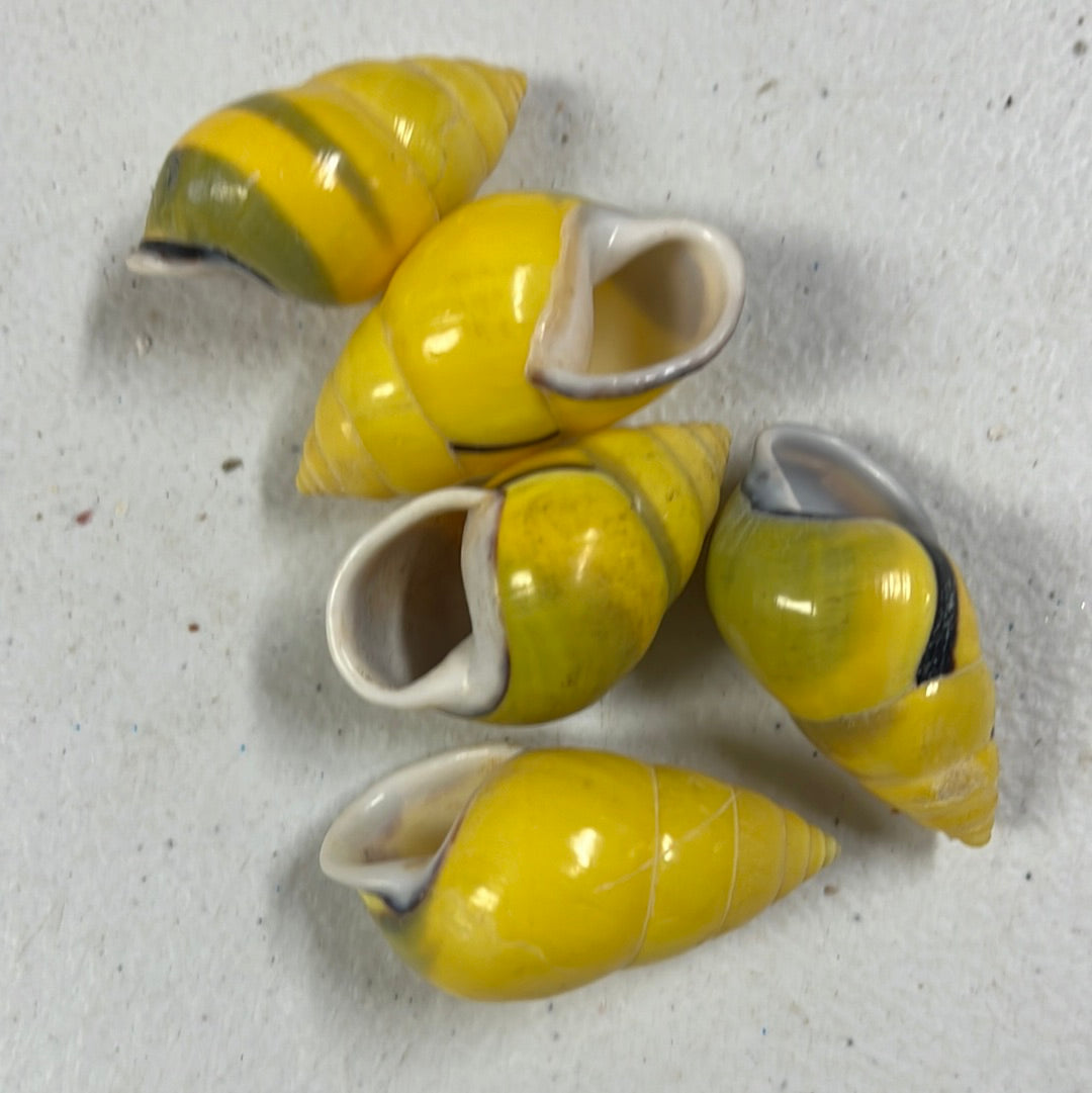 Yellow Land Snail Shells (1.5–1.75")