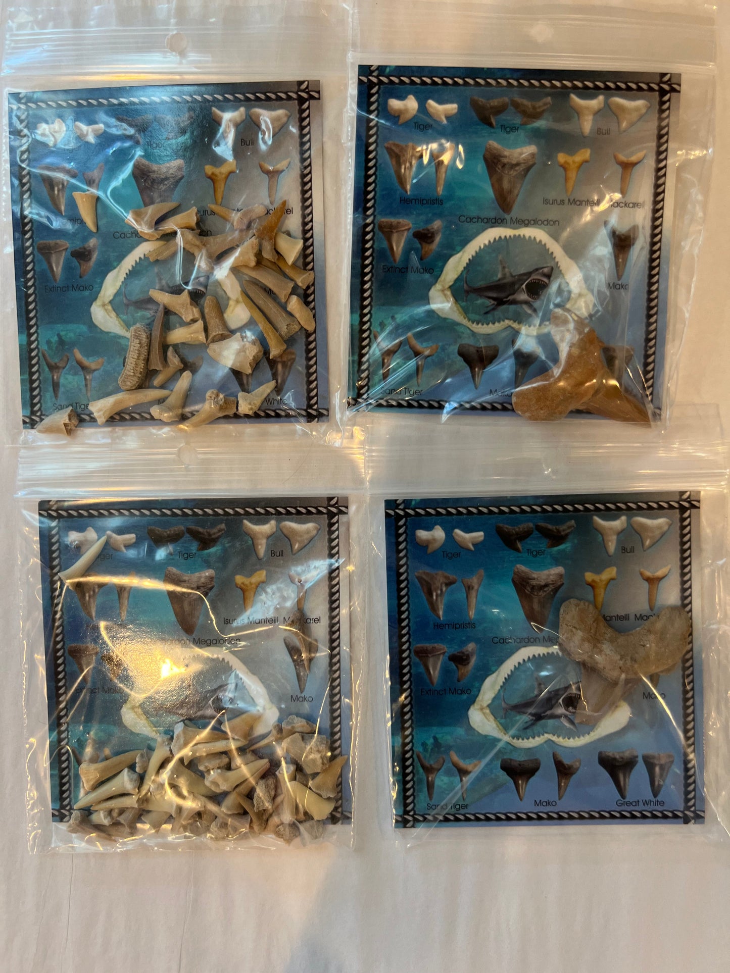 Shark Teeth Fossil Cards- 2 Types set
