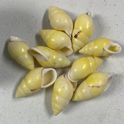 Pale Yellow Land Snail Shells (1–2")