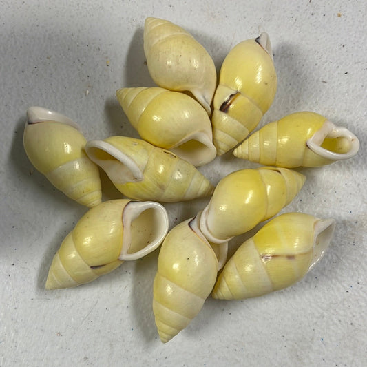 Pale Yellow Land Snail Shells (1–2")