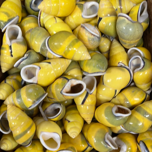 Yellow Land Snail Shells (1.5–1.75")