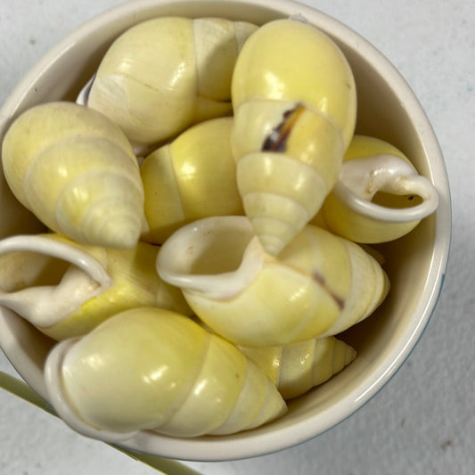 Pale Yellow Land Snail Shells (1–2")