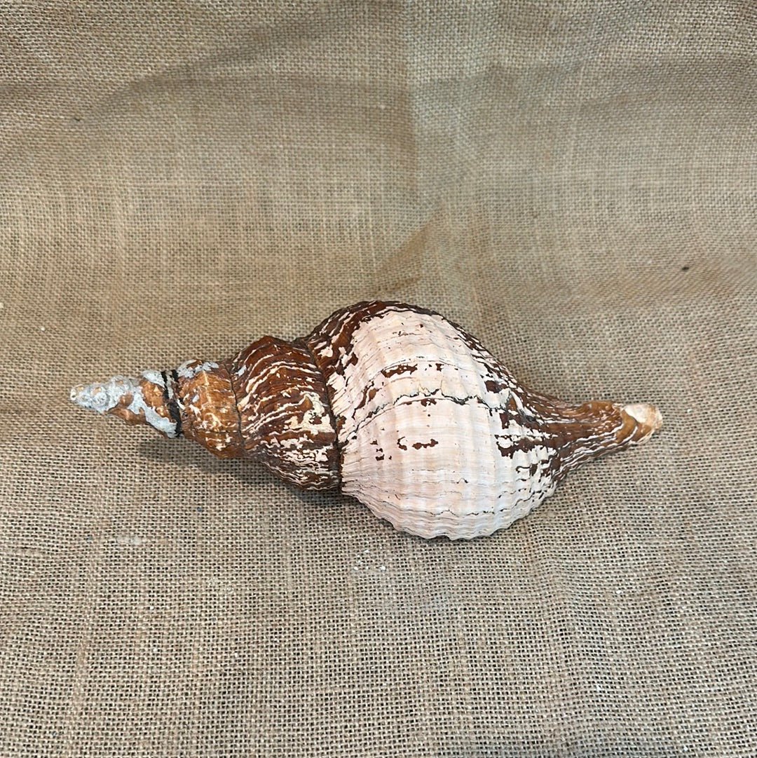 Melanistic Horse Conch Shell with Operculum & Perio - 9" - ShellsLoving Coastal Living
