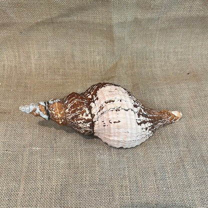Melanistic Horse Conch Shell with Operculum & Perio - 9" - ShellsLoving Coastal Living