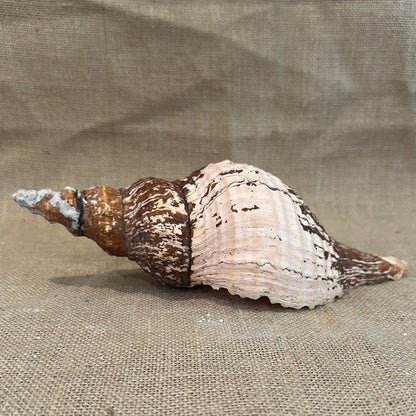 Melanistic Horse Conch Shell with Operculum & Perio - 9" - ShellsLoving Coastal Living