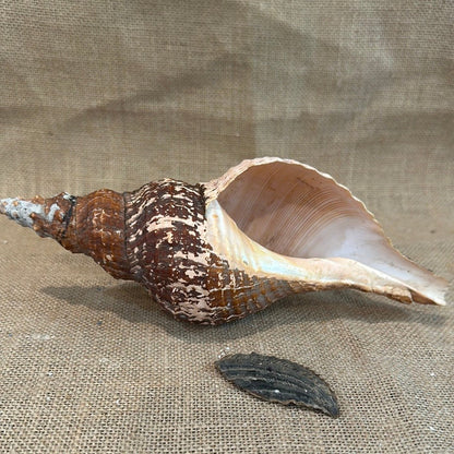 Melanistic Horse Conch Shell with Operculum & Perio - 9" - ShellsLoving Coastal Living