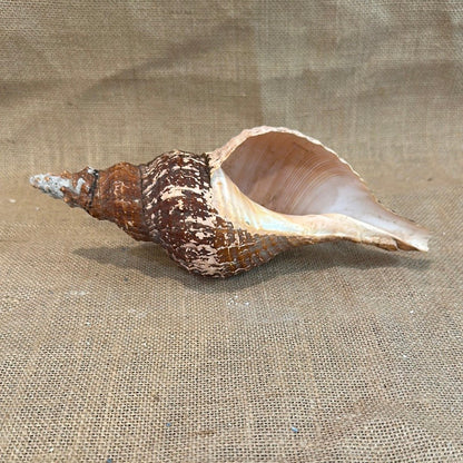 Melanistic Horse Conch Shell with Operculum & Perio - 9" - ShellsLoving Coastal Living