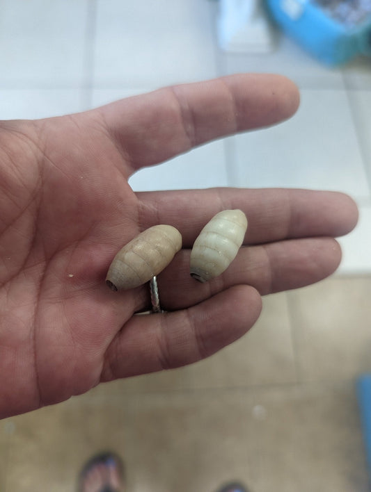 Napaeus Interpunctatus - Peanut Snail - ShelllsLoving Coastal Living