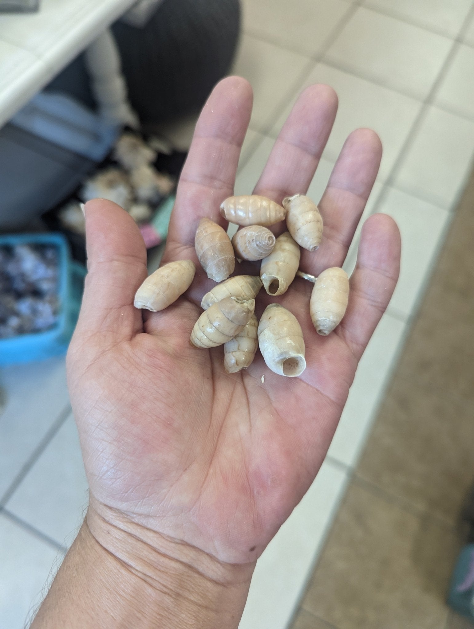 Napaeus Interpunctatus - Peanut Snail - ShelllsLoving Coastal Living