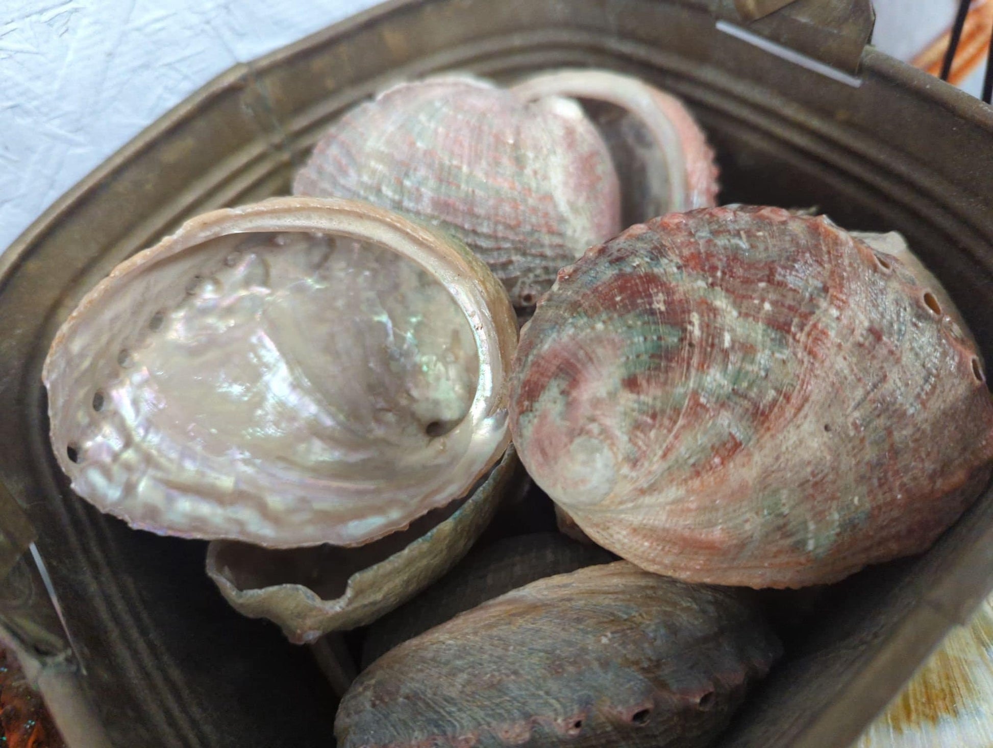 Natural Rust Sage Colored Abalone Haliotis 2 - 4" - Loving Coastal Living