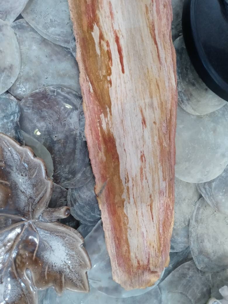 Petrified Wood Slice Charcuterie Cheese Board - Kitchen AccessoriesHousewares & Tabletops by Contrast Inc.