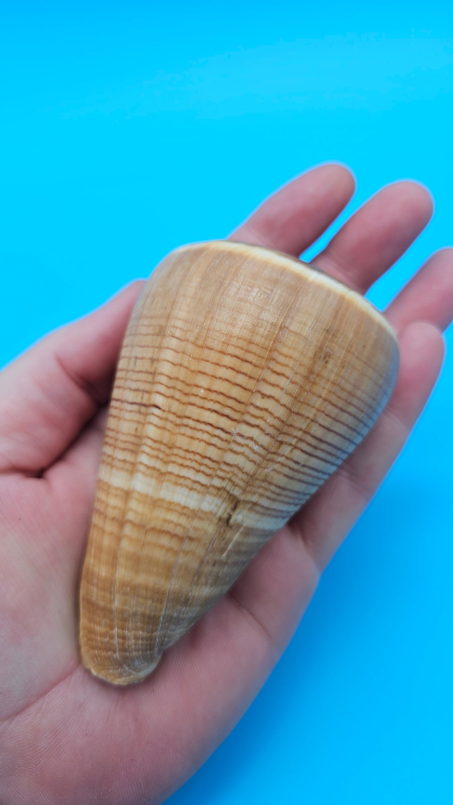 Fig Cone Conus figulinus display shell with brown horizontal banding and glossy surface, 3.7 inches.