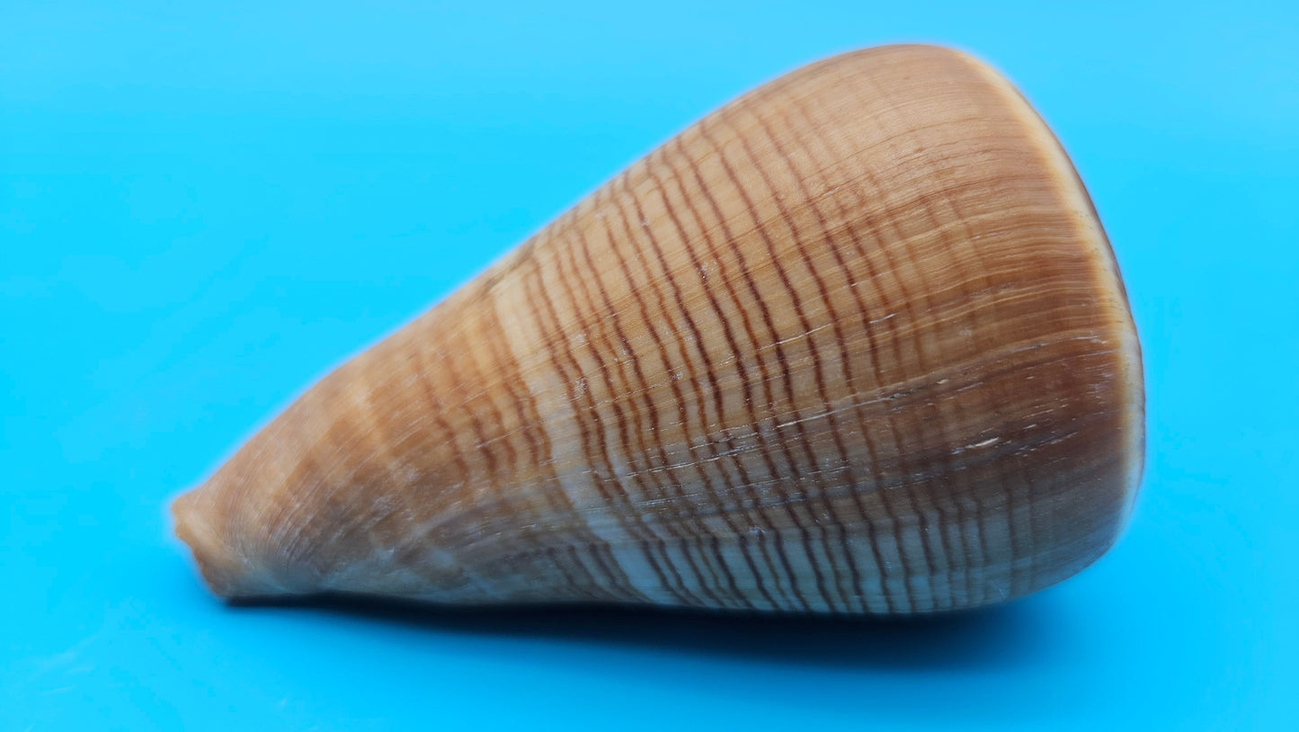 Fig Cone Conus figulinus display shell with brown horizontal banding and glossy surface, 3.7 inches.