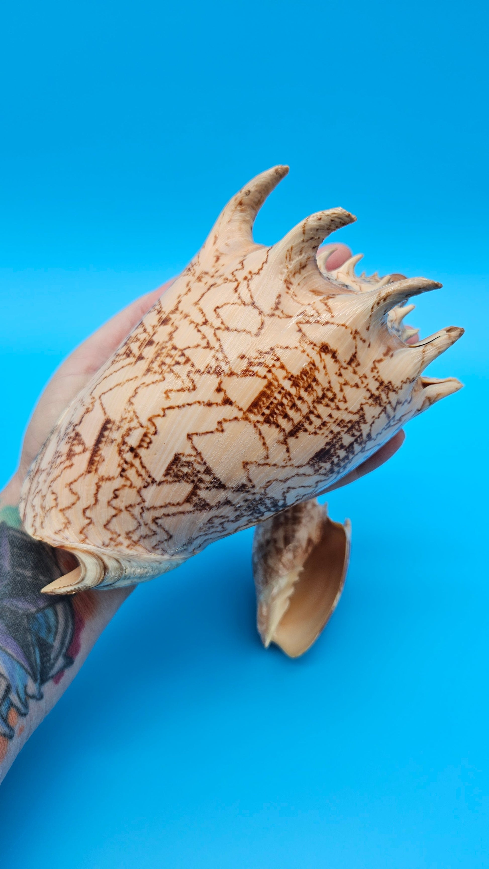 Imperial Volute shell set with large and small matching shells in cream and brown zigzag patterns for coastal décor display