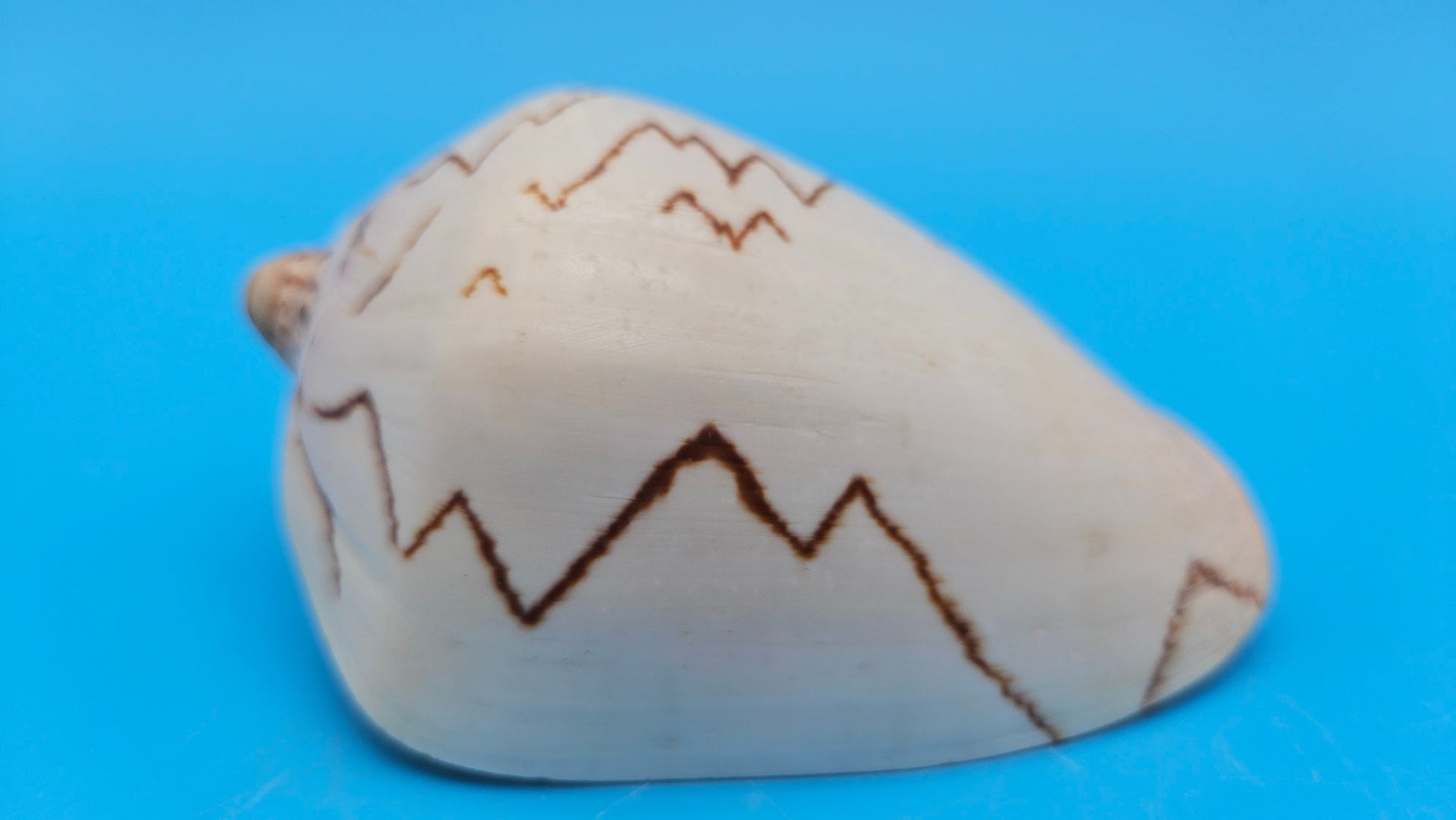 Noble Volute Cymbiola nobilis seashell with zigzag brown patterning on cream background, 4 inches.