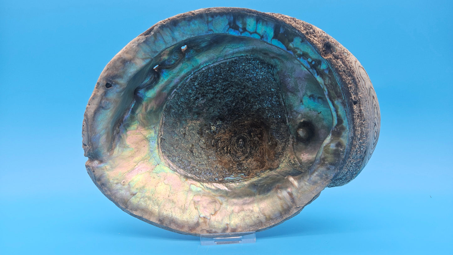 Iridescent green abalone shell with pearl 8-inch coastal décor