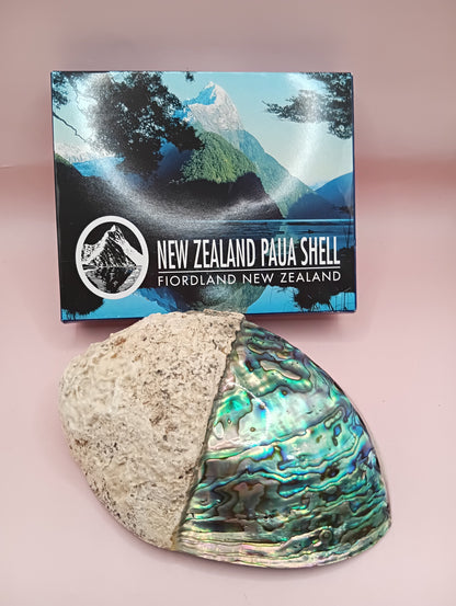 Natural New Zealand Paua Shell – Half Polished Abalone from Fiordland in Gift Box