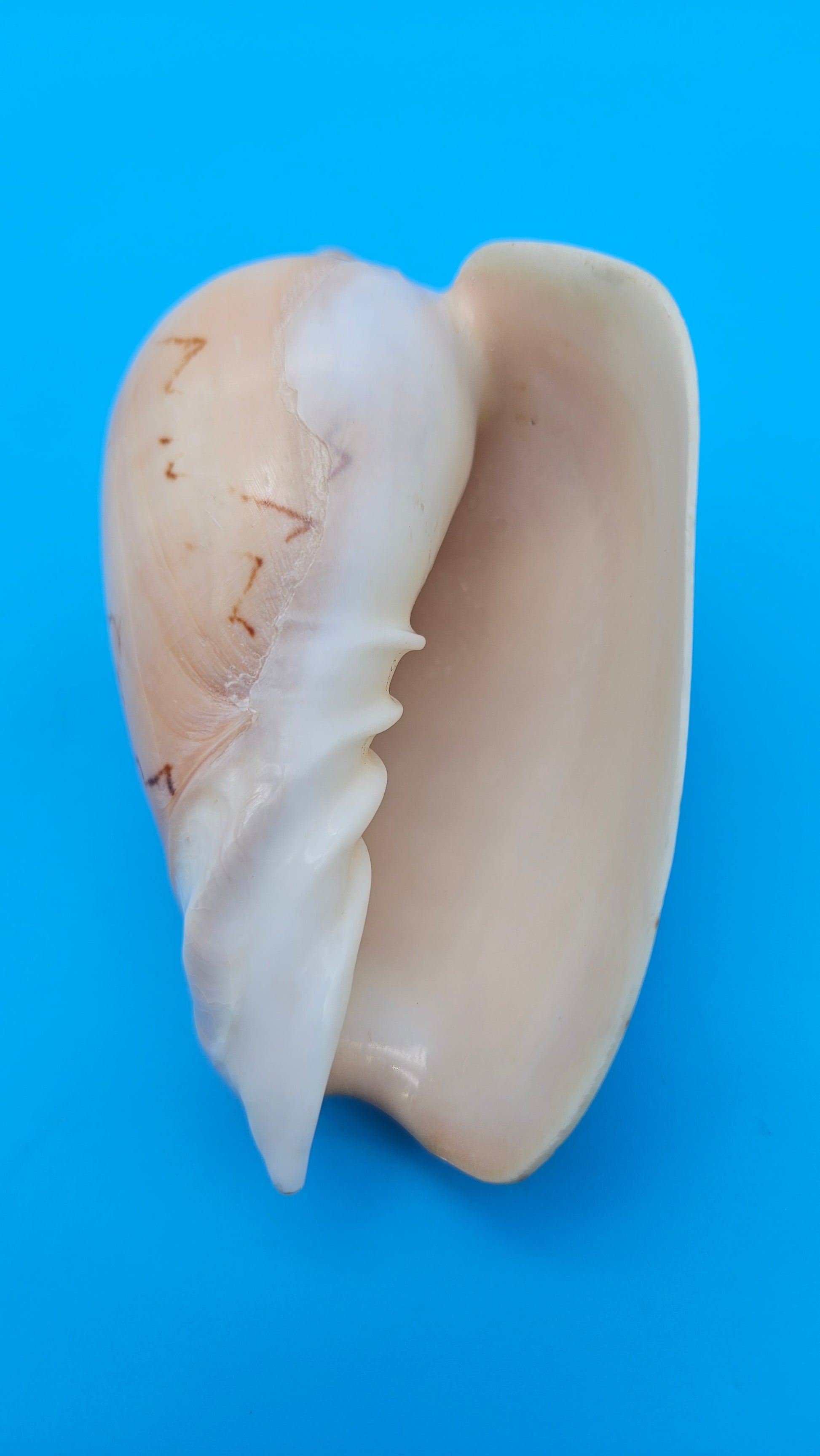 Noble Volute Cymbiola nobilis seashell with zigzag brown patterning on cream background, 4 inches.