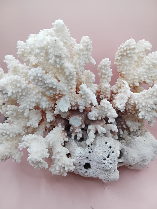 Vintage Brownstem and Brain Coral fusion – 12 x 8 x 9.5 inches rare coastal marine decor