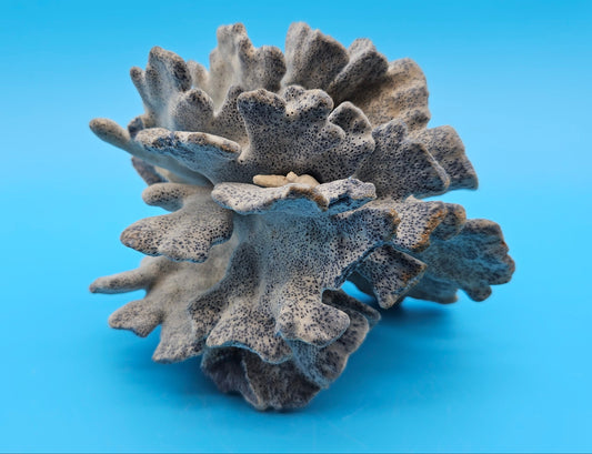 Vintage Blue Ridge Coral – 6" | Heliopora Coerulea
