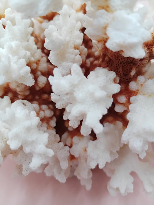 Vintage Brownstem Coral with natural branch texture – 8 x 5.5 x 7 inches