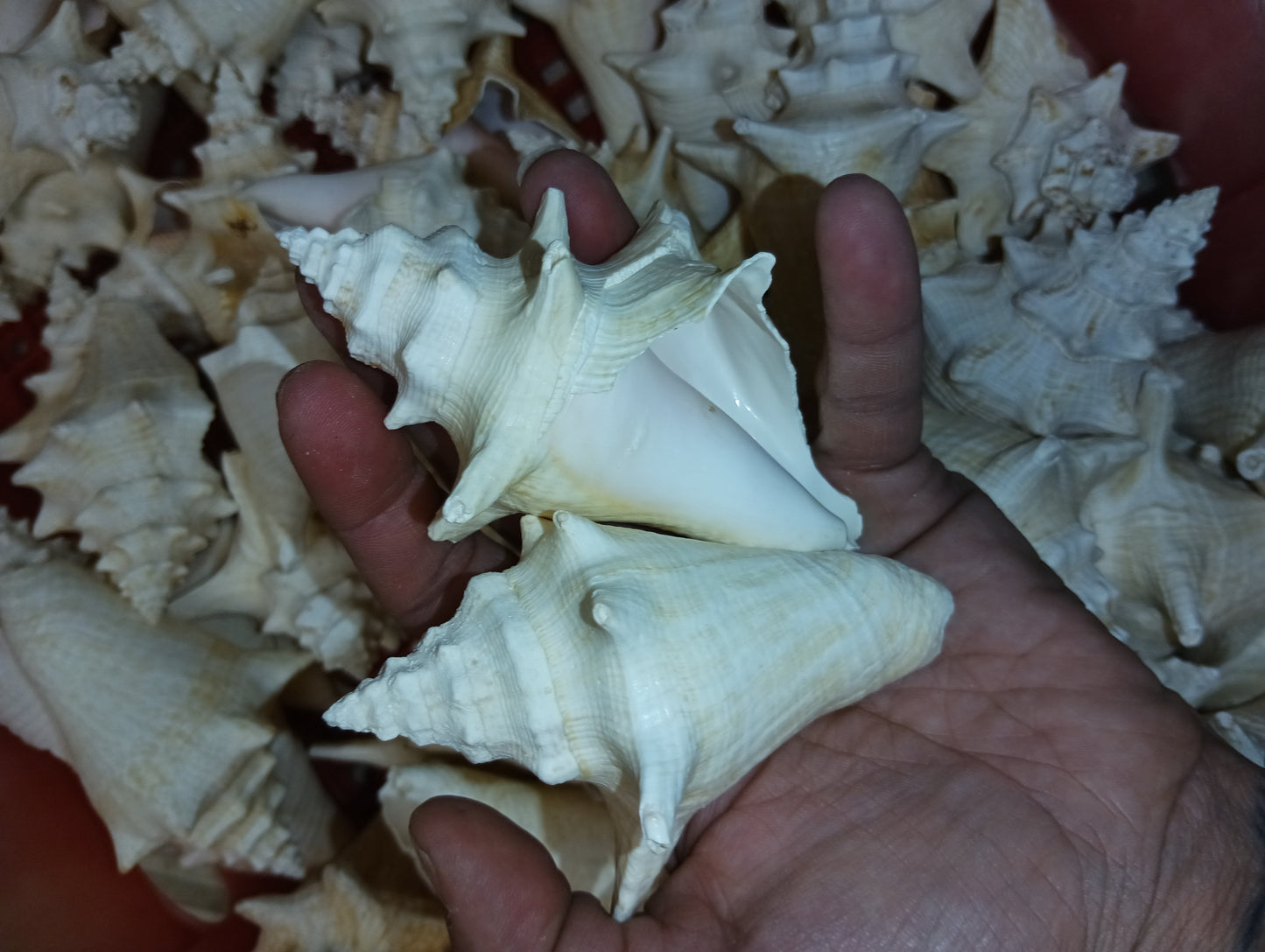 Non Pierced Juvenile Pink Queen Conch