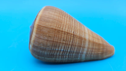 Fig Cone Conus figulinus display shell with brown horizontal banding and glossy surface, 3.7 inches.