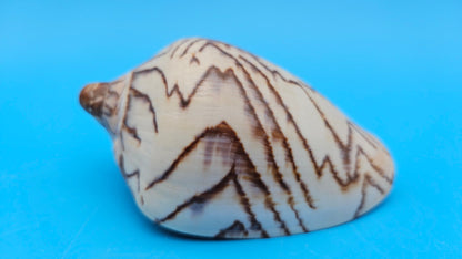 Noble Volute Cymbiola nobilis seashell with zigzag brown patterning on cream background, 4 inches.