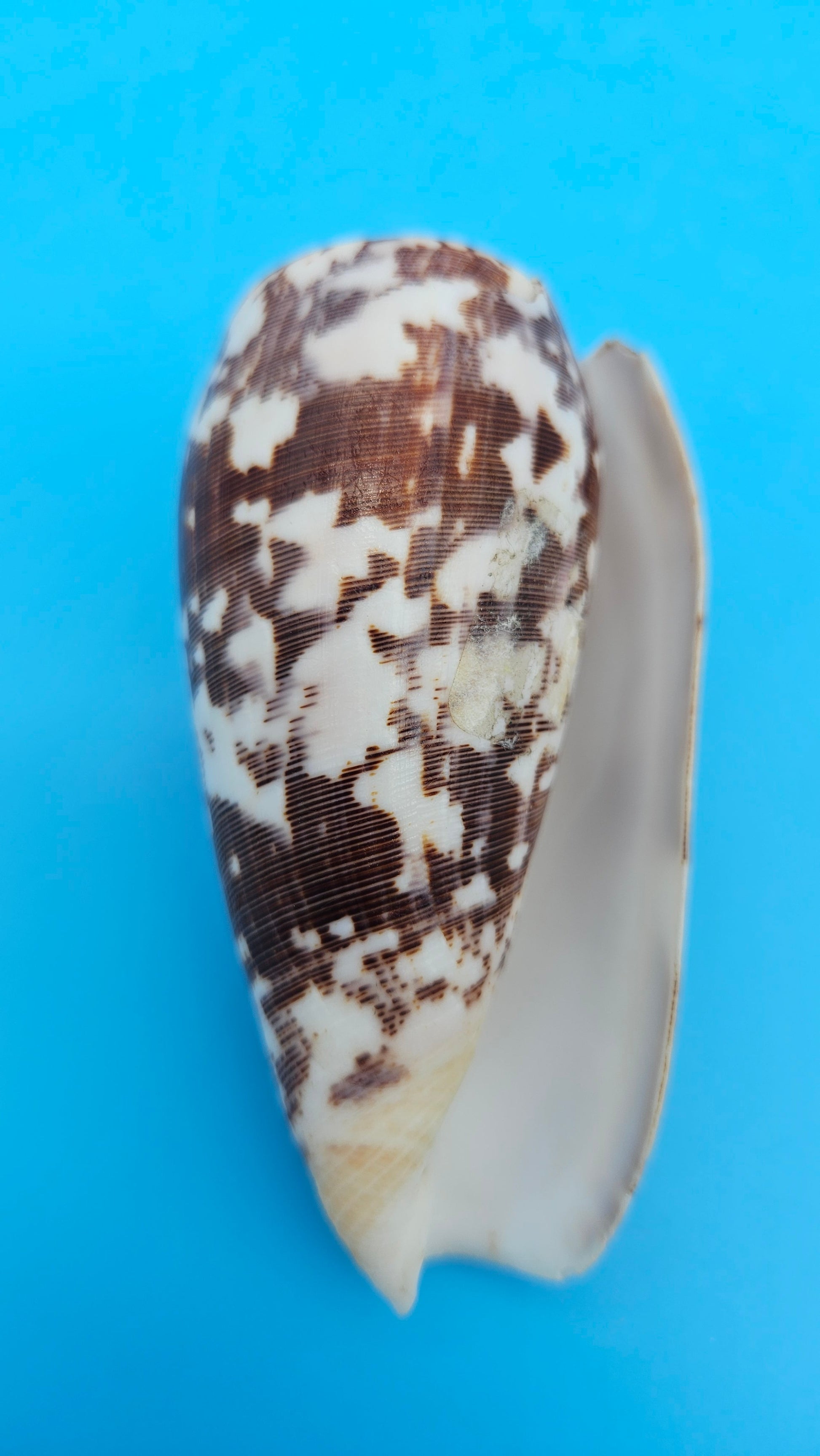 Striate Cone shell with brown base, fine linear striations, and white patches, 3.6 inches.