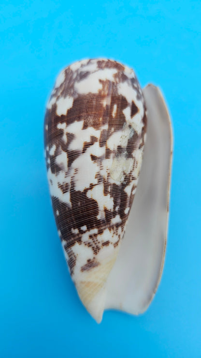 Striate Cone shell with brown base, fine linear striations, and white patches, 3.6 inches.