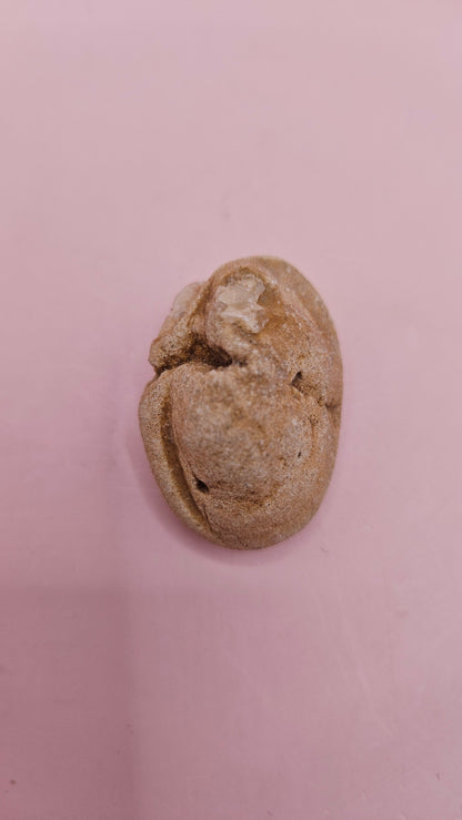  Fossilized Cretaceous clam with quartz crystals in natural brown stone on pink background