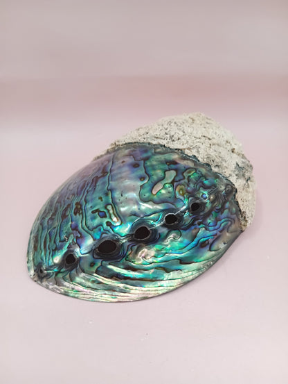 Natural New Zealand Paua Shell – Half Polished Abalone from Fiordland in Gift Box