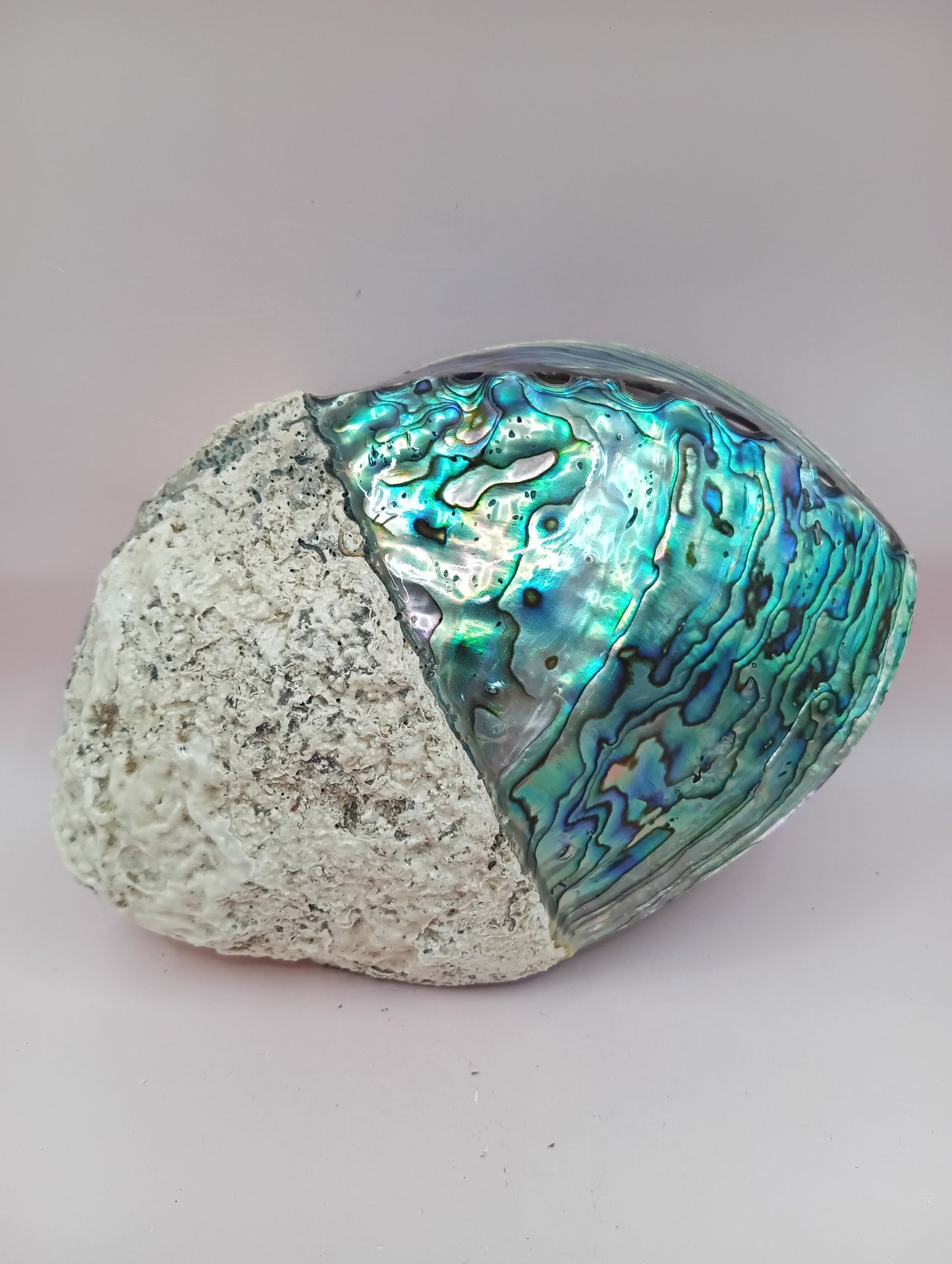 Natural New Zealand Paua Shell – Half Polished Abalone from Fiordland in Gift Box