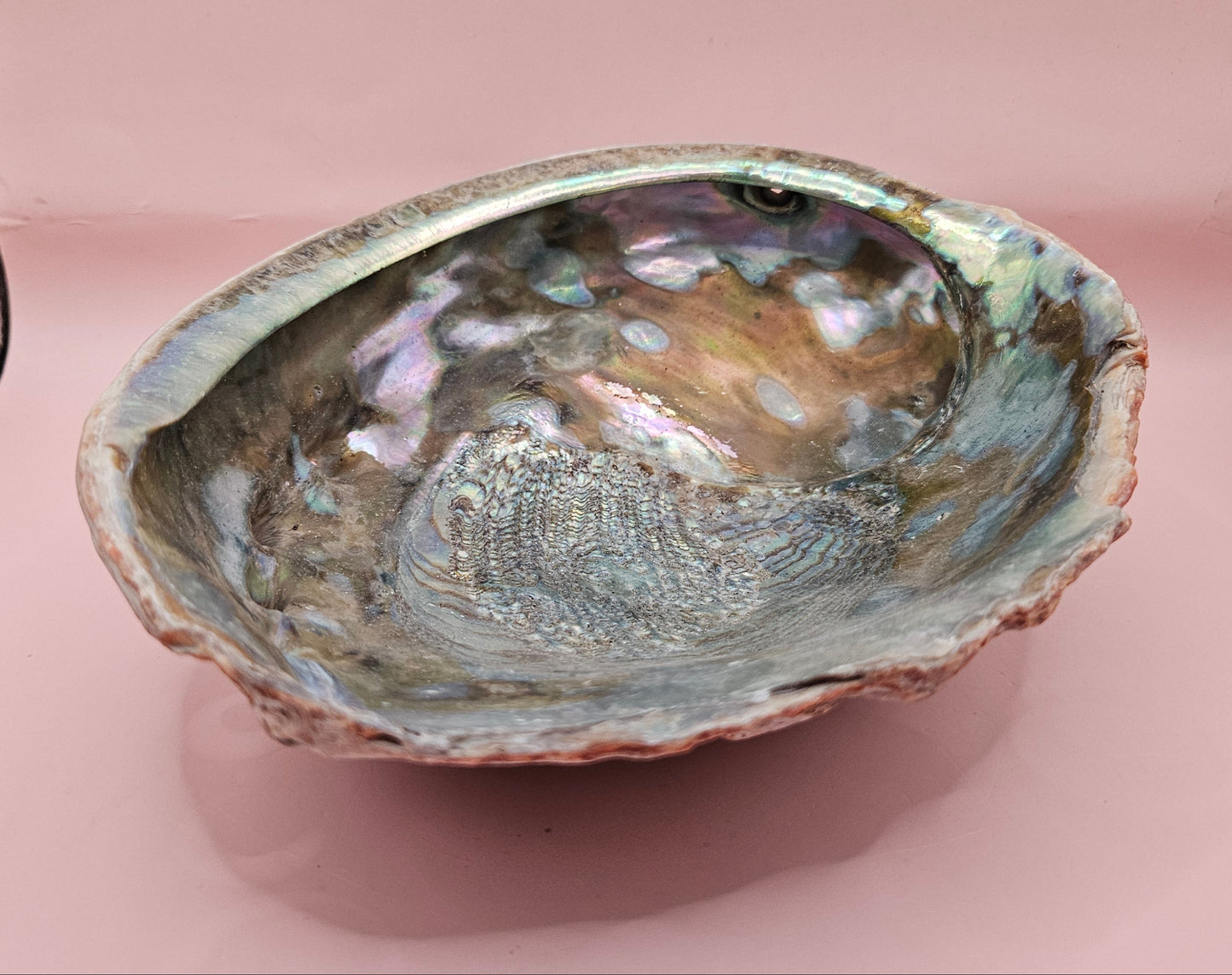Large red abalone shell with iridescent interior and natural edge on soft pink background