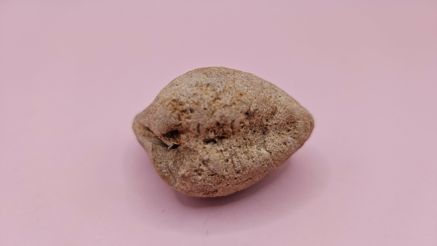 Cretaceous bivalve fossil with earthy texture and natural ridges on a pink background