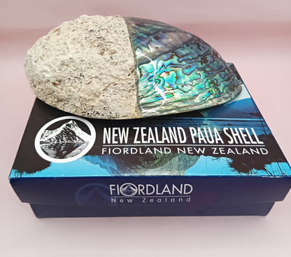 Natural New Zealand Paua Shell – Half Polished Abalone from Fiordland in Gift Box