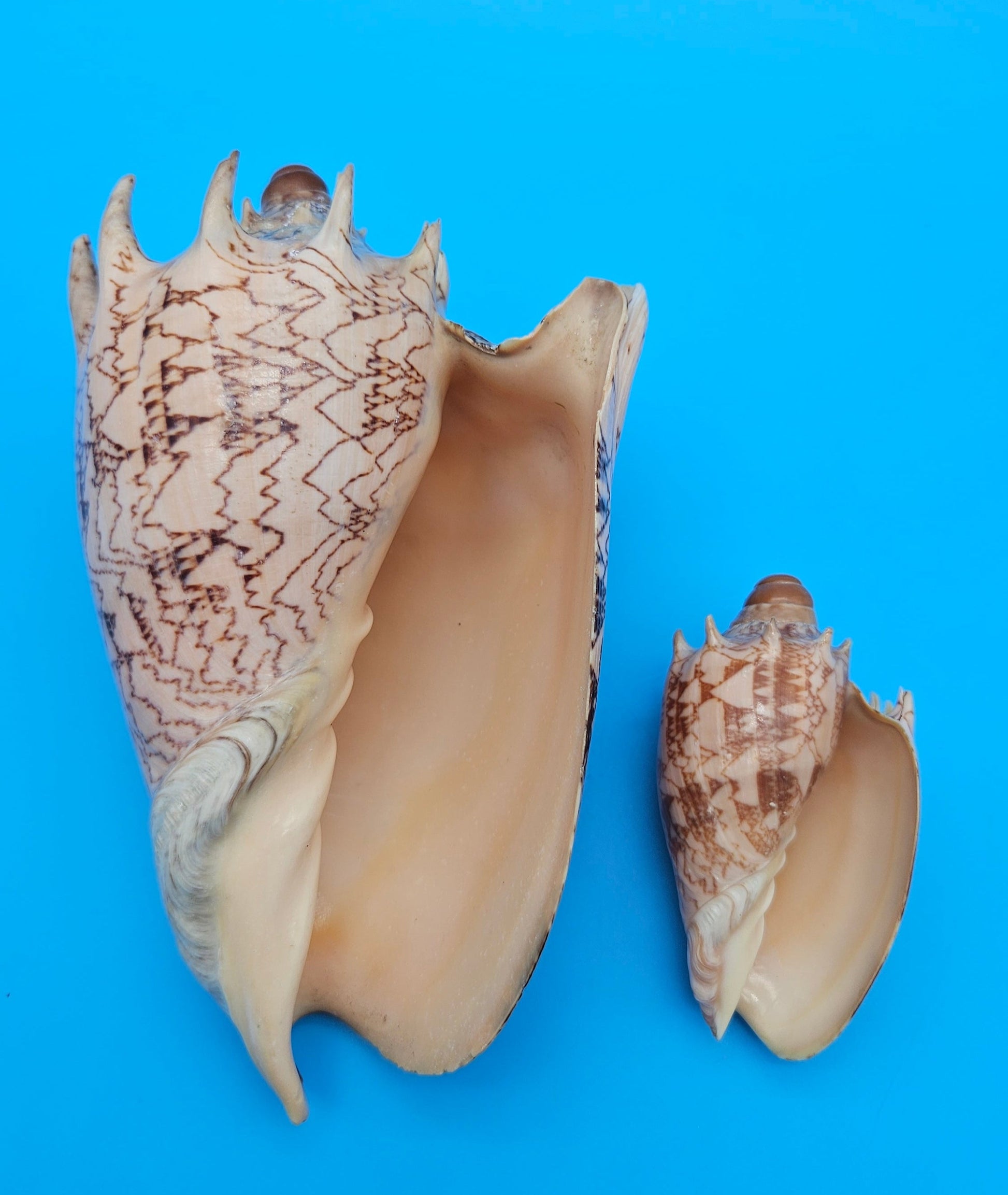 Imperial Volute shell set with large and small matching shells in cream and brown zigzag patterns for coastal décor display