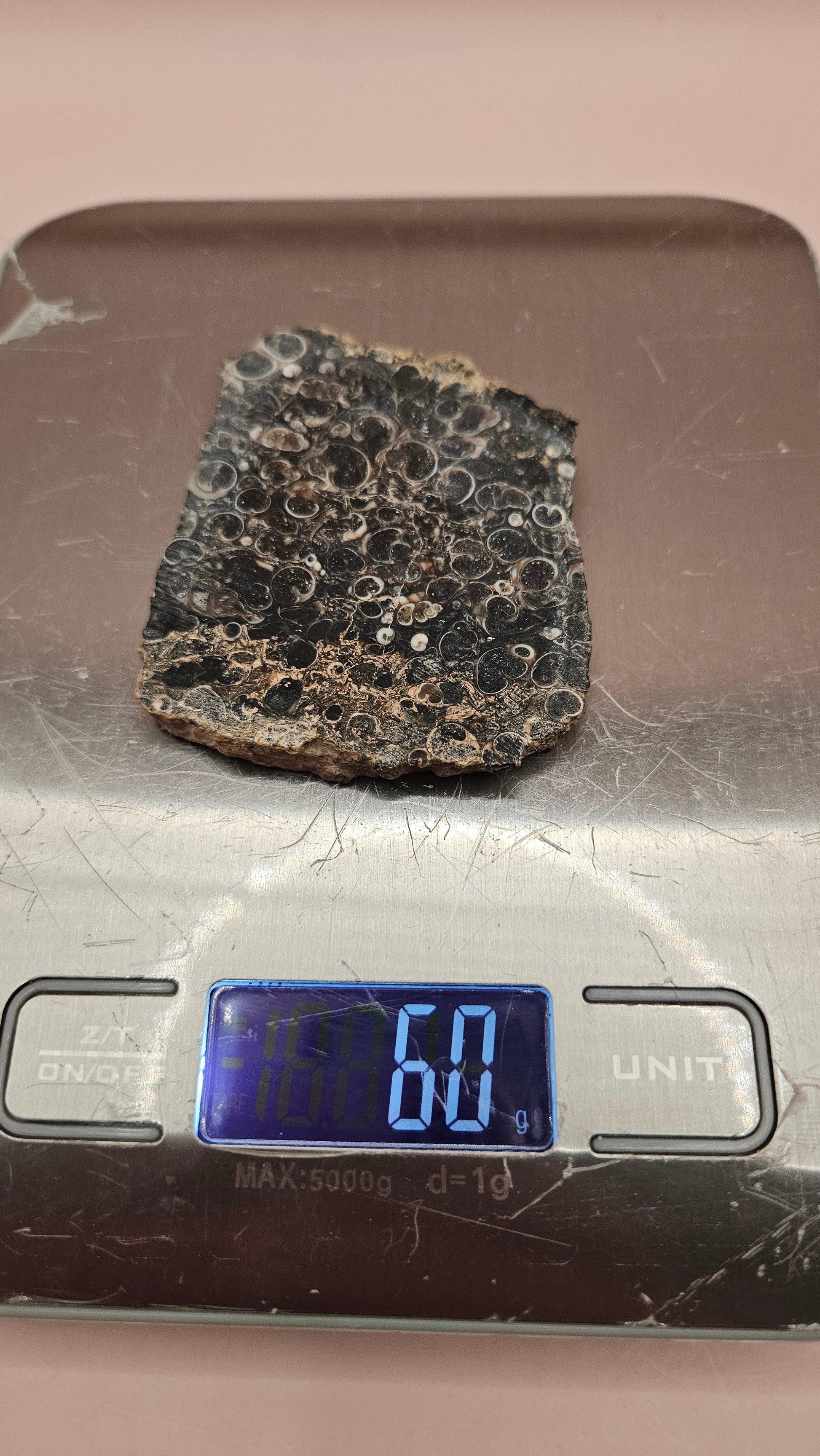 Polished Turritella Agate slab showcasing fossilized snail shells in deep brown and black chalcedony matrix, 60 grams from Wyoming.