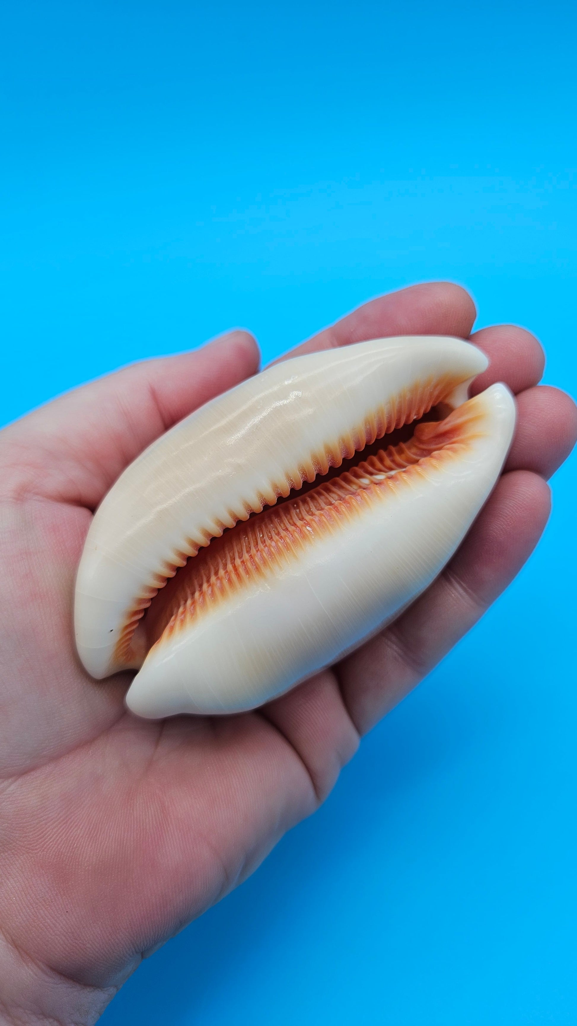 Golden Cowrie shell with smooth golden top, creamy ribbed underside, and orange interior teeth – 3.2 inches.