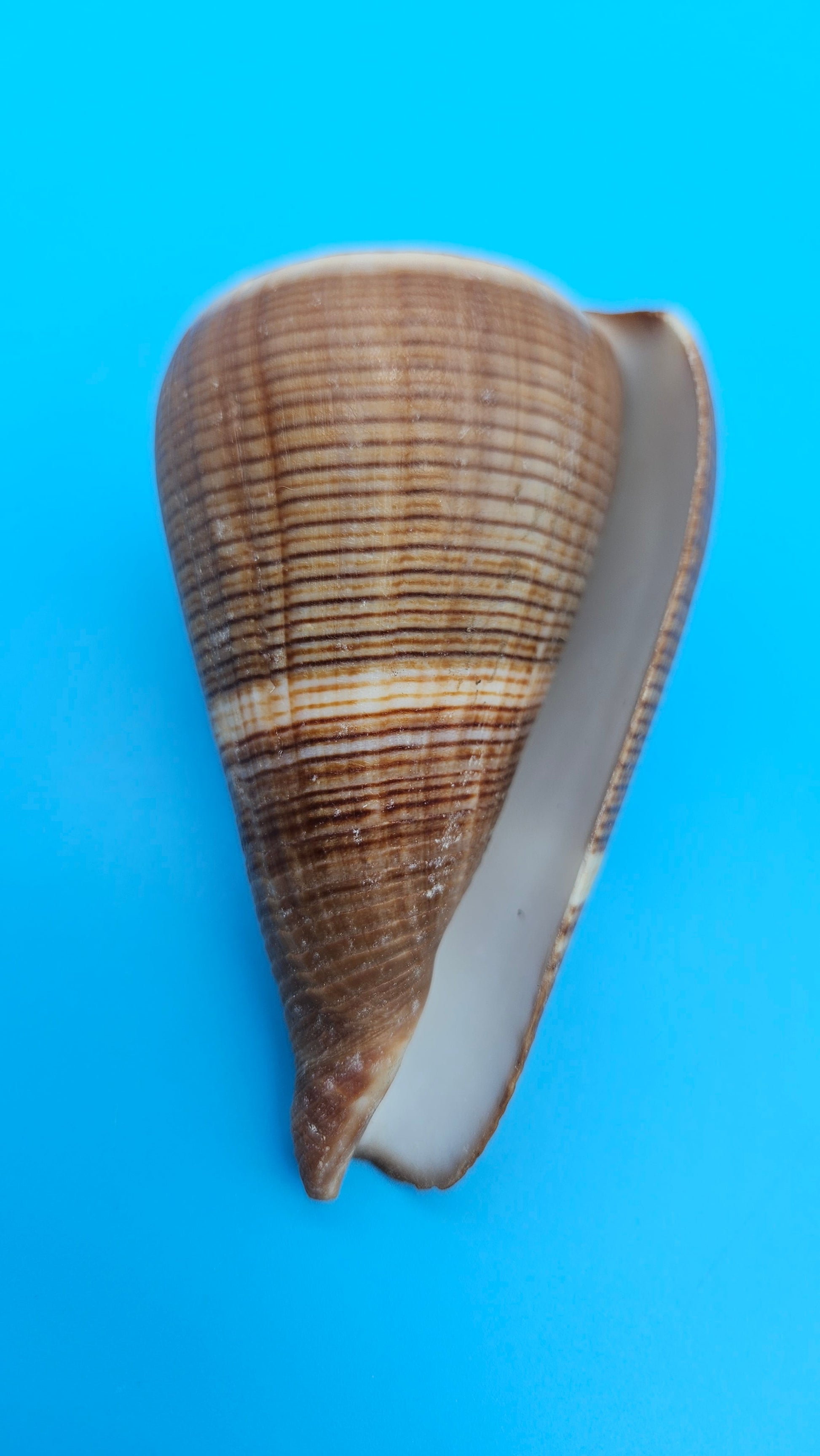 Fig Cone Conus figulinus display shell with brown horizontal banding and glossy surface, 3.3 inches.
