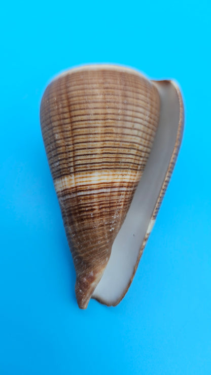 Fig Cone Conus figulinus display shell with brown horizontal banding and glossy surface, 3.3 inches.
