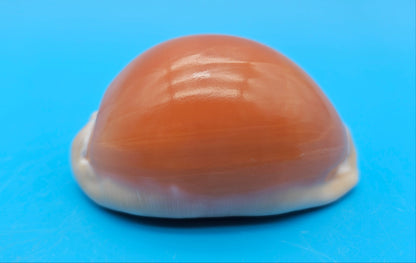 Golden Cowrie shell with smooth golden top, creamy ribbed underside, and orange interior teeth – 3.2 inches.