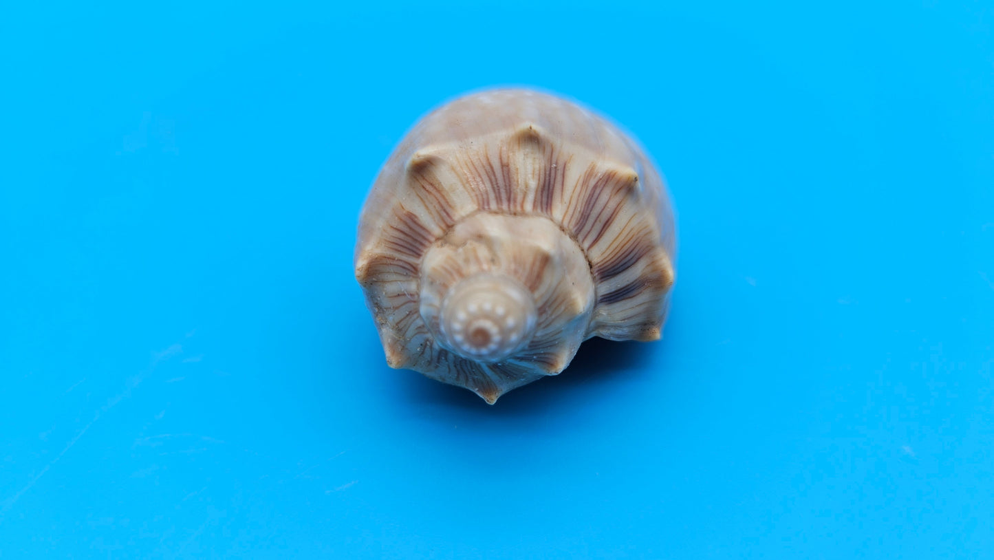  Cymbiola nivosa oblita small volute shell with cream and brown patterning, 2.2 inches.