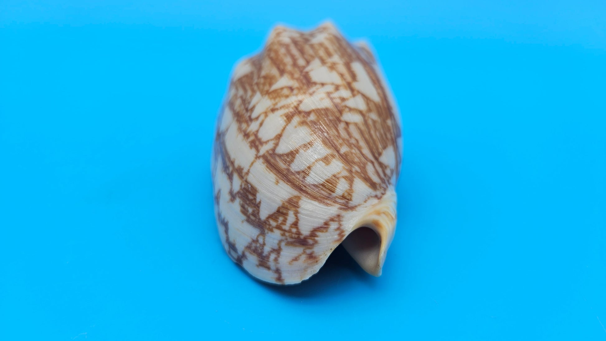 Cybiola vespertilio f. pellisserpentis shell, 3.9 inches, rare spiny bat volute with cream and orange zig-zag pattern.