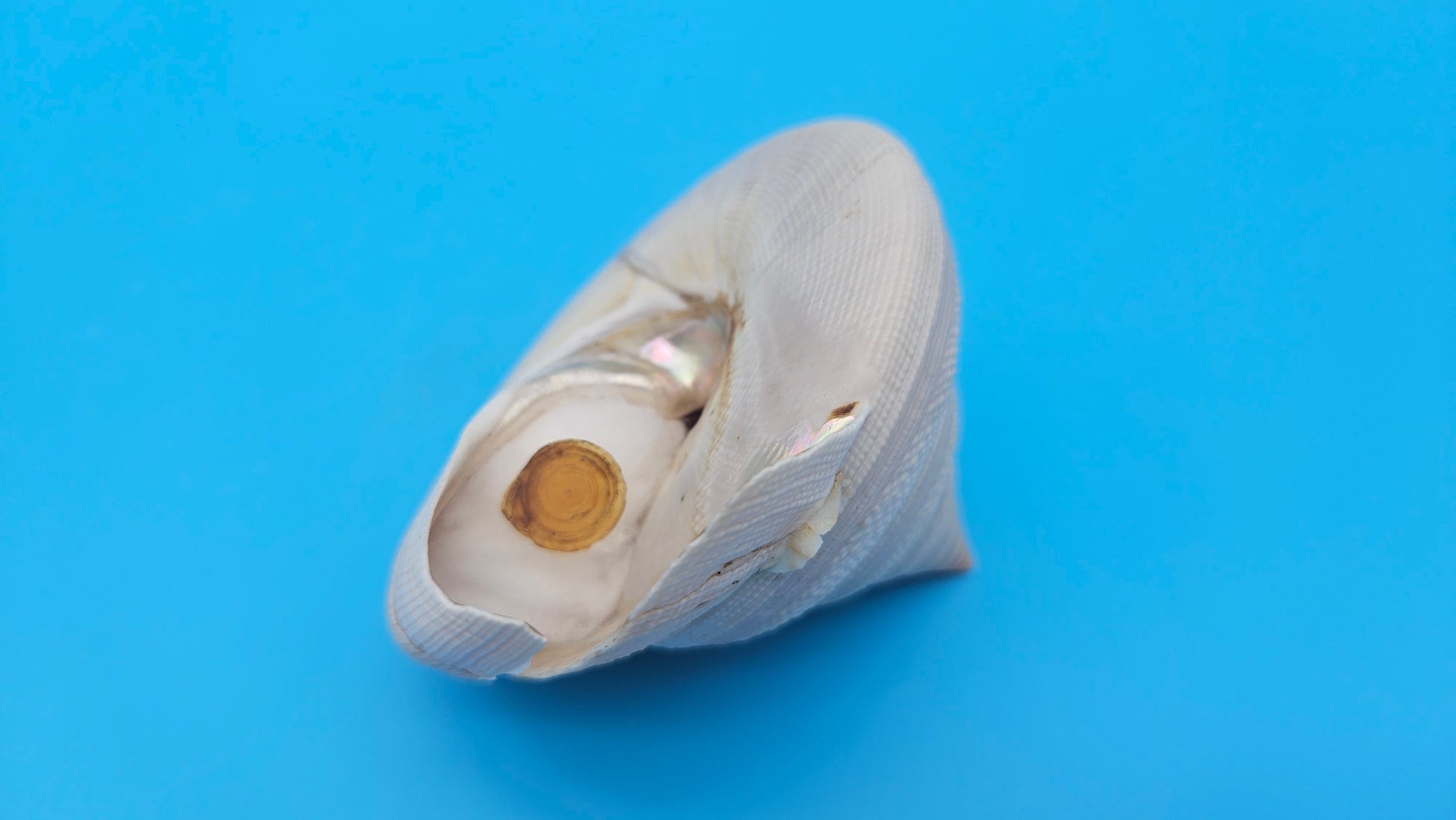  Rare Pleurotomaria hirasei spiral shell with operculum intact, natural creamy tones on blue background