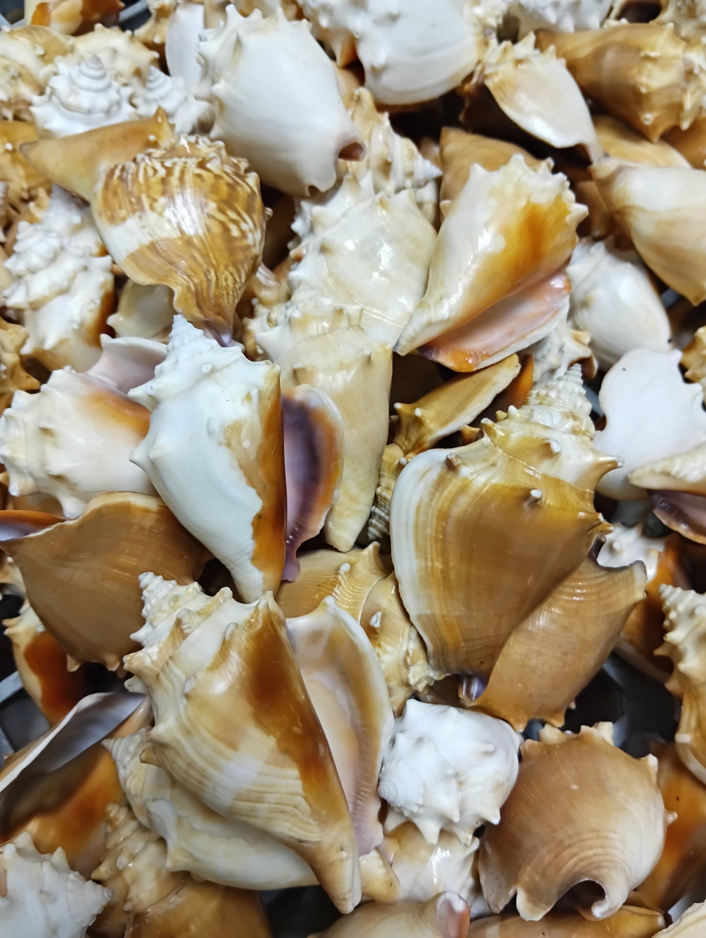 Fighting Conch Shell (Strombus pugilis)