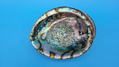 Green Abalone Shell (Haliotis fulgens)– 7.2” Coastal Display with Iridescent Interior