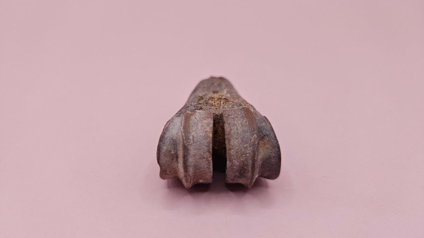 Ice Age fossil distal cannon bone from deer or horse with weathered brown surface on pink background