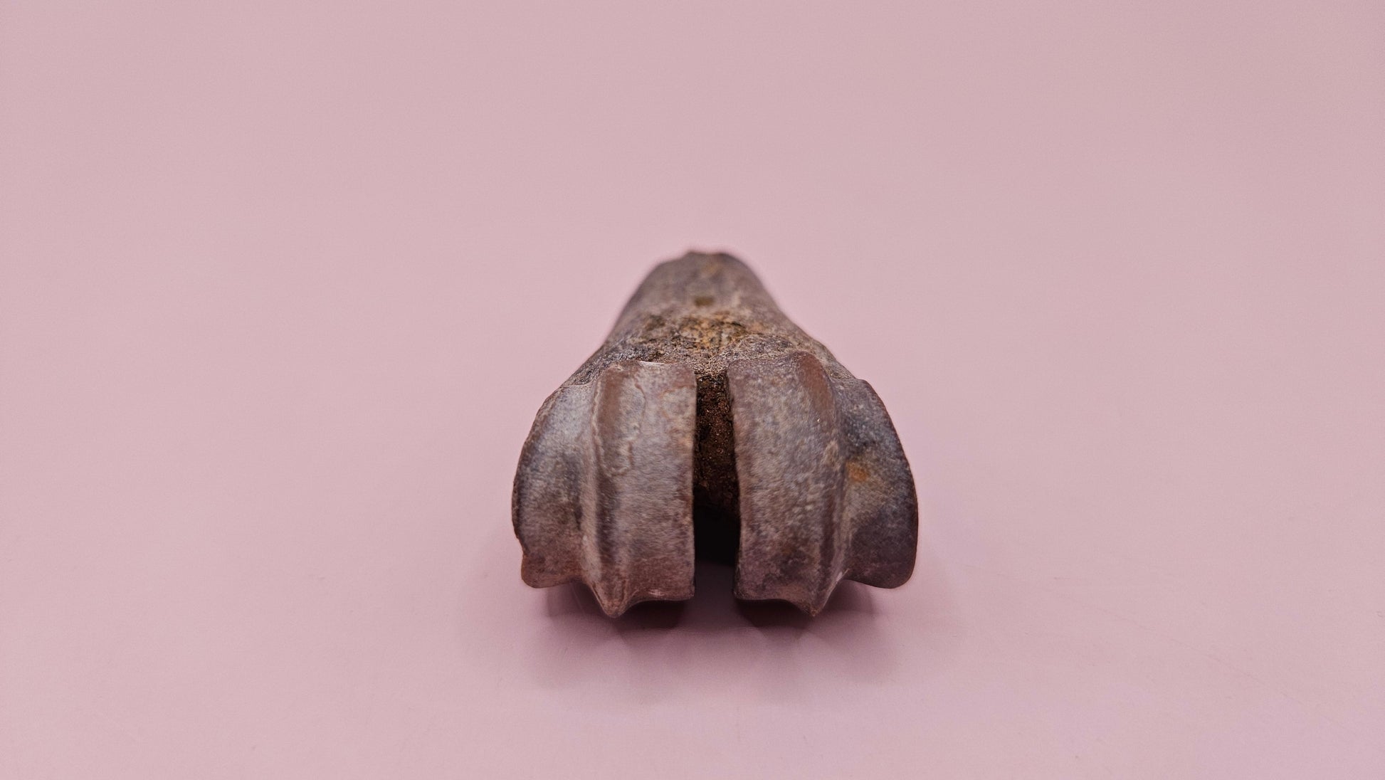 Ice Age fossil distal cannon bone from deer or horse with weathered brown surface on pink background